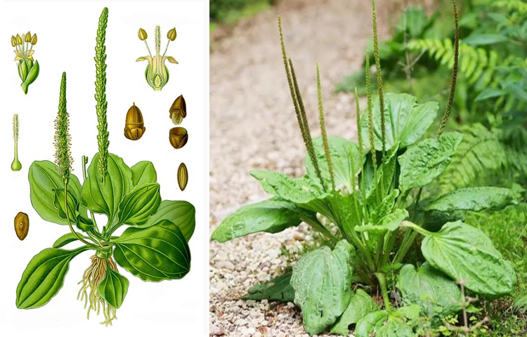Mã đề (Plantago major L.)